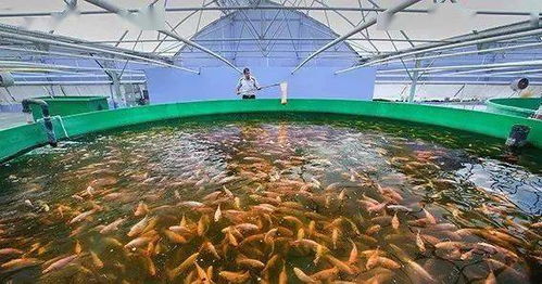 最新发布 2020年世界渔业和水产养殖状况